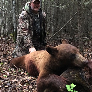 bear38